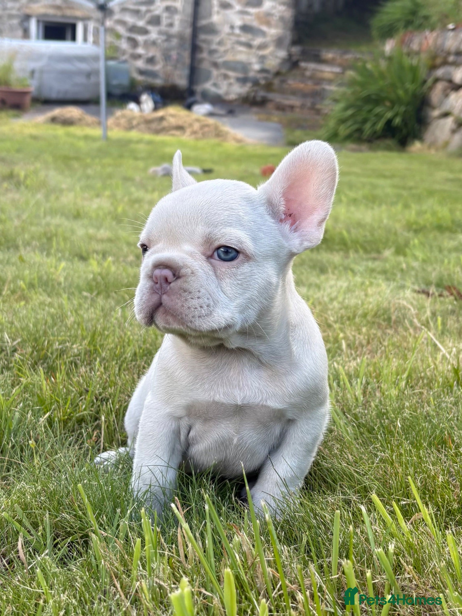 French Bulldog dogs 🔥READY NOW🔥KC registered frenchie pups❤️‍🔥 - Advert 2