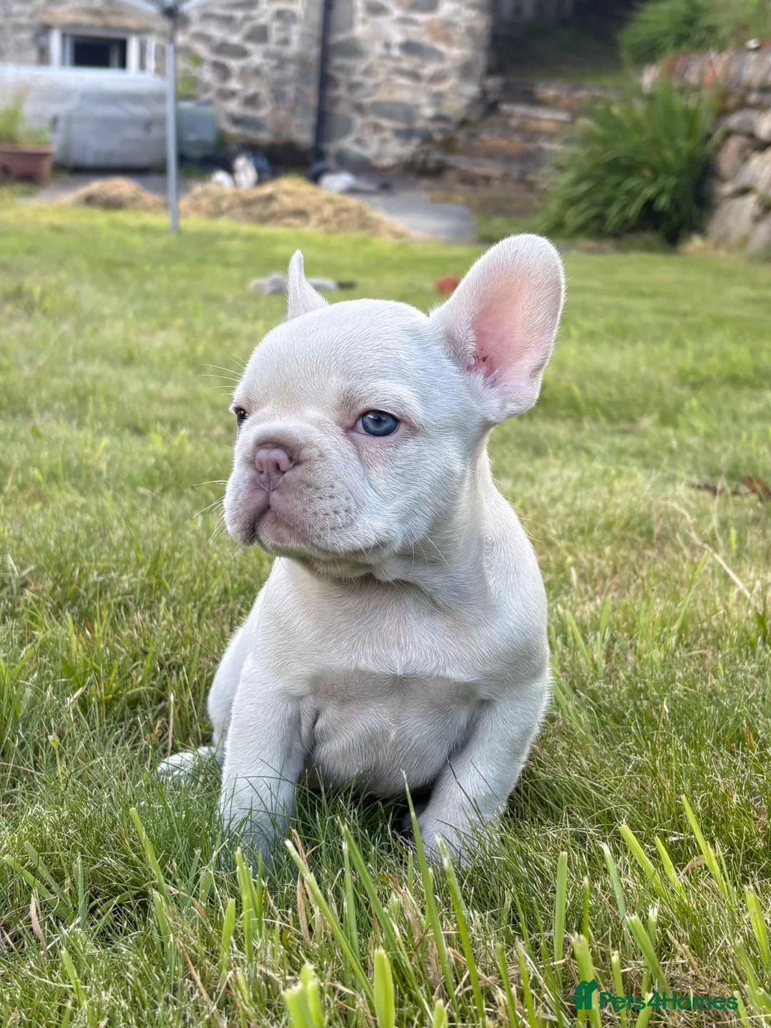 French Bulldog dogs for sale: 🔥READY NOW🔥KC registered frenchie pups❤️‍🔥 - Advert 2