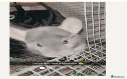 Chinchilla rodents for sale: Male chinchilla - Image 1