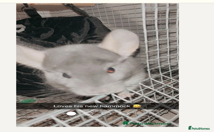 Chinchilla rodents for sale - Advert 2