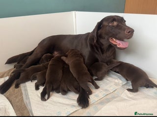 Labrador Retriever dogs - Advert 18