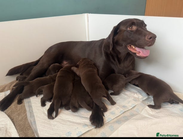 Labrador Retriever dogs - Advert 15