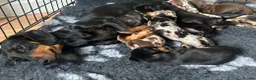 Dachshund dogs for sale: 7 beautiful dachshund puppies  - Advert 7