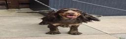 Cocker Spaniel dogs for sale: Show Type Chocolate Roan & tan female. 2 year old. - Advert 9