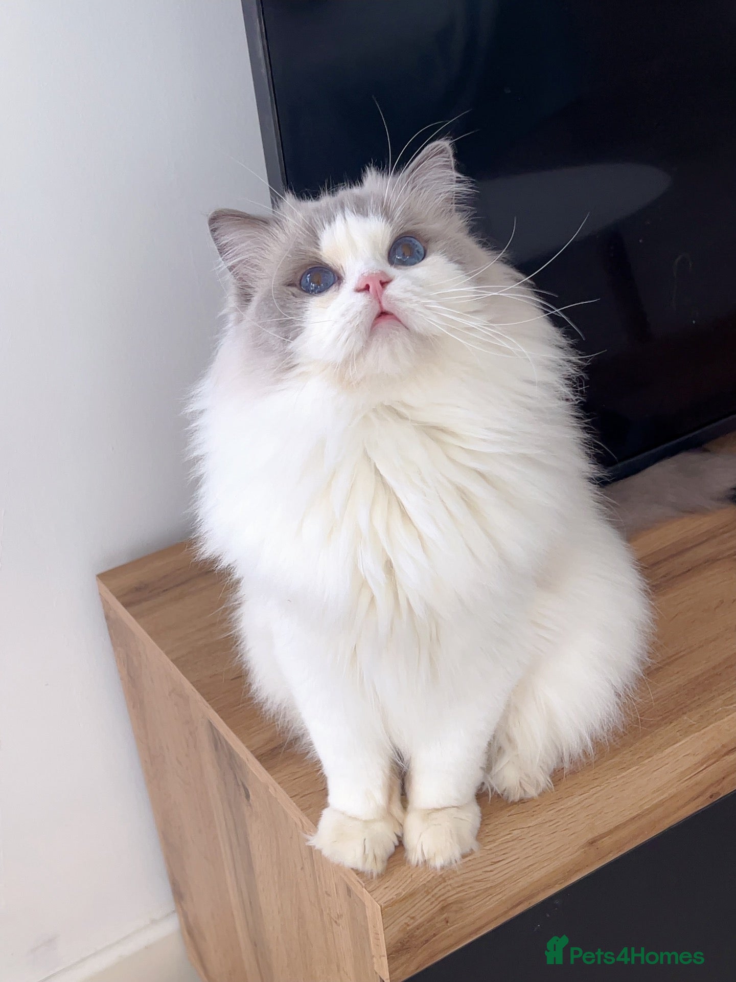 Ragdoll cats Gorgeous blue bicolour adult girl rehoming  - Advert 1