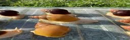 Snails invertebrates for sale: Albino Giant African Snails for sale! - Advert 4
