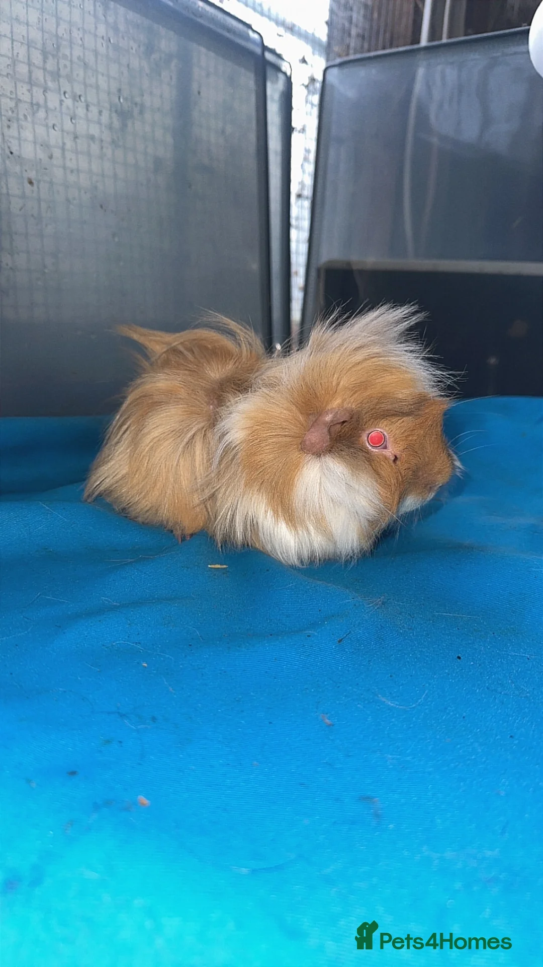 Guinea Pig rodents for sale: Guniea pigs  - Advert 24