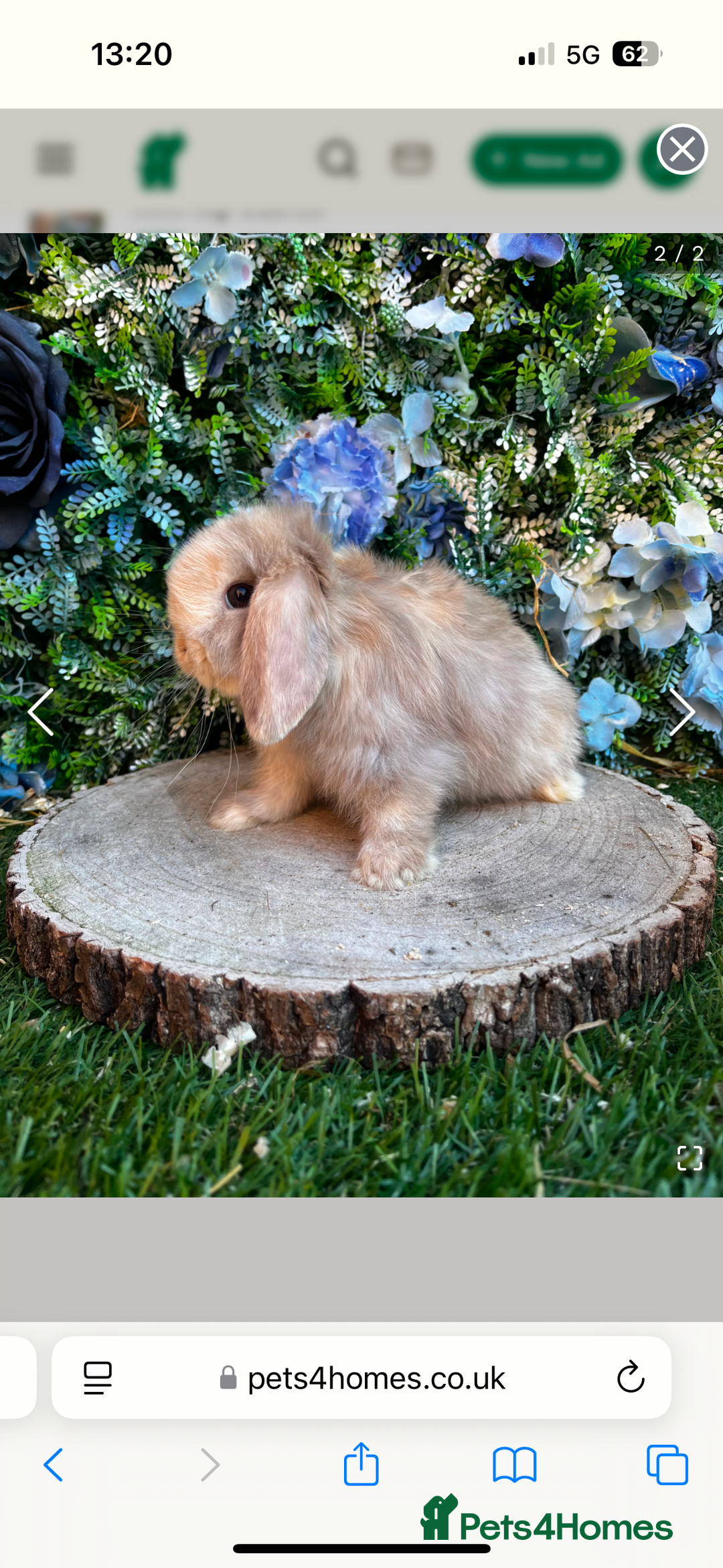 Mini Lop rabbits for sale: Mini lop rabbit - Image 2