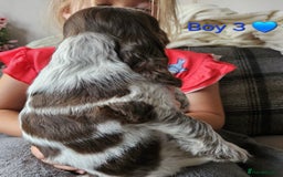 Cocker Spaniel dogs for sale: Stunning Show Cocker Spaniels - Image 15