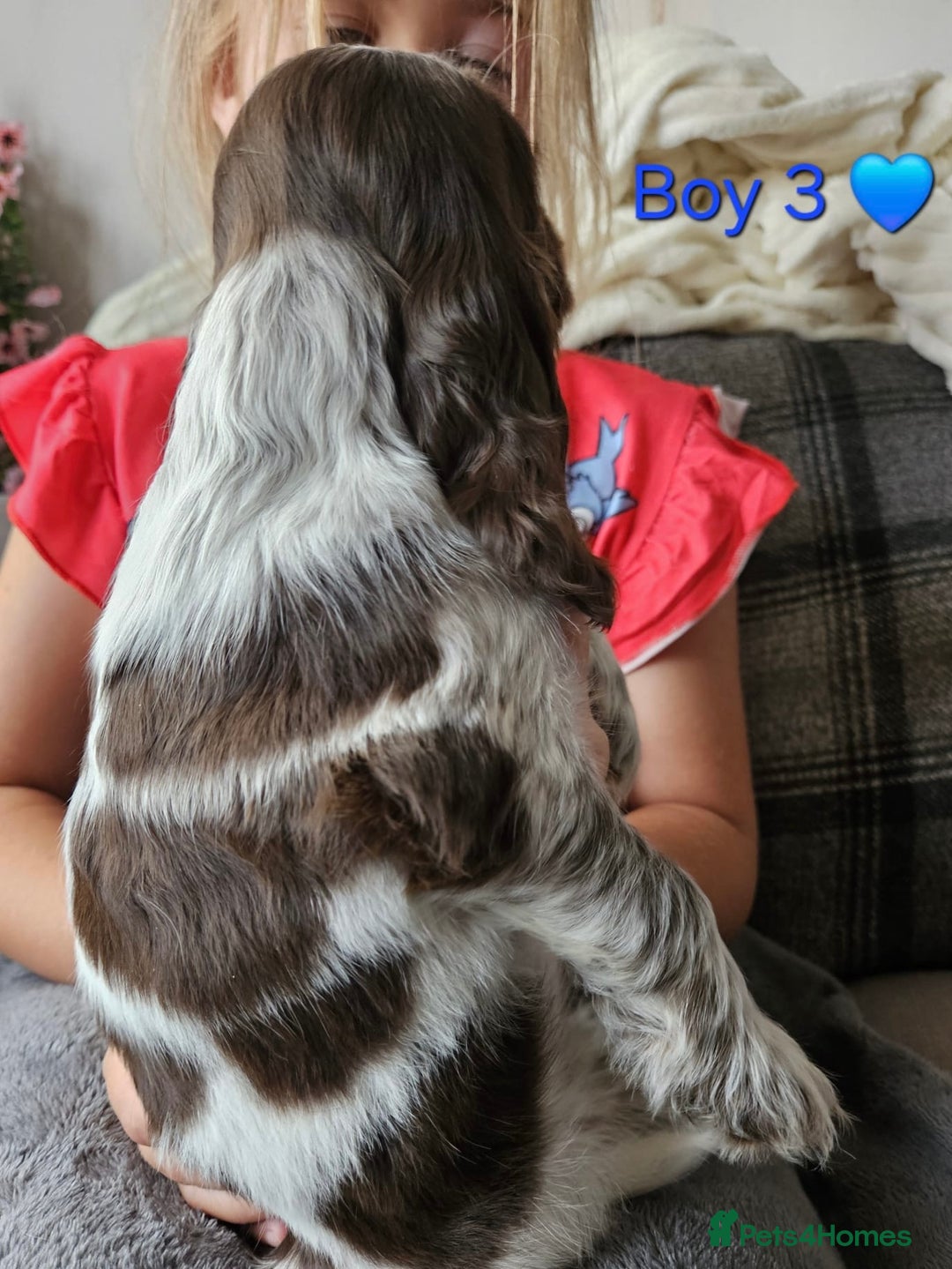 Cocker Spaniel dogs for sale: Stunning Show Cocker Spaniels - Image 15