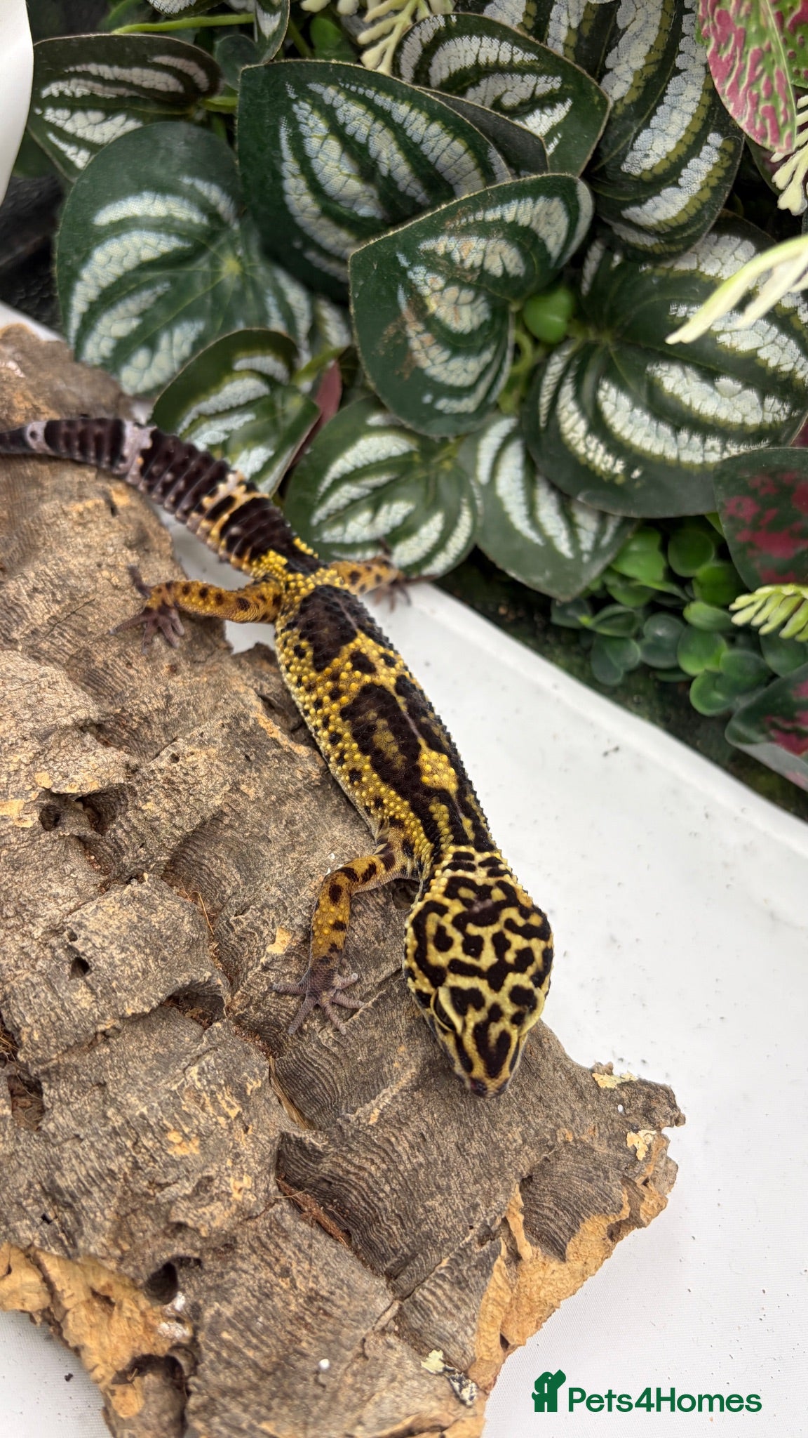 Gecko reptiles Female leopard gecko  - Advert 2