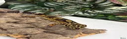 Gecko reptiles for sale: Female leopard gecko  - Advert 2