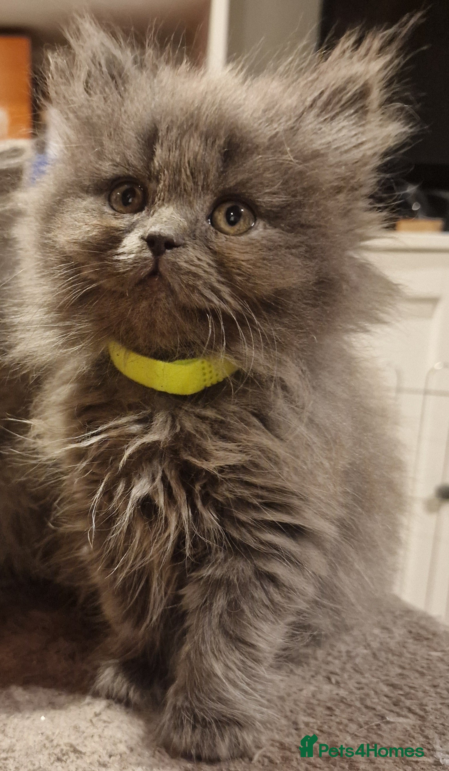 British Longhair cats  Gorgeous British Blue longhair kittens - Advert 1