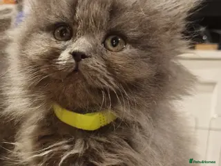 British Longhair cats Gorgeous British Blue longhair kittens - Advert 1