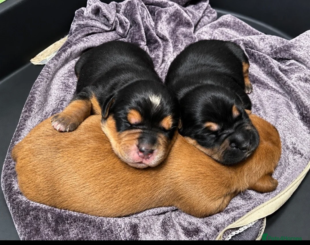 Mixed Breed dogs for sale: Rottweiler Mastiff x Jack Russell Cavalier Puppies - Advert 7