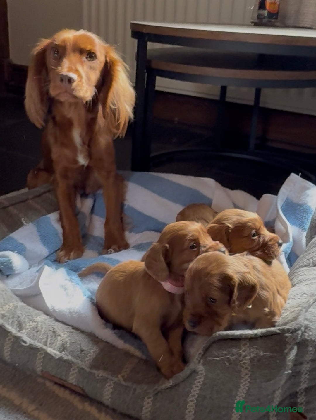 Cocker Spaniel dogs for sale: ✨ KC Registered Working Cocker Spaniel Puppies ✨ - Image 13