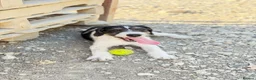 Mixed Breed dogs for adoption: Kimko - confident, loving and full of mischief - Advert 8