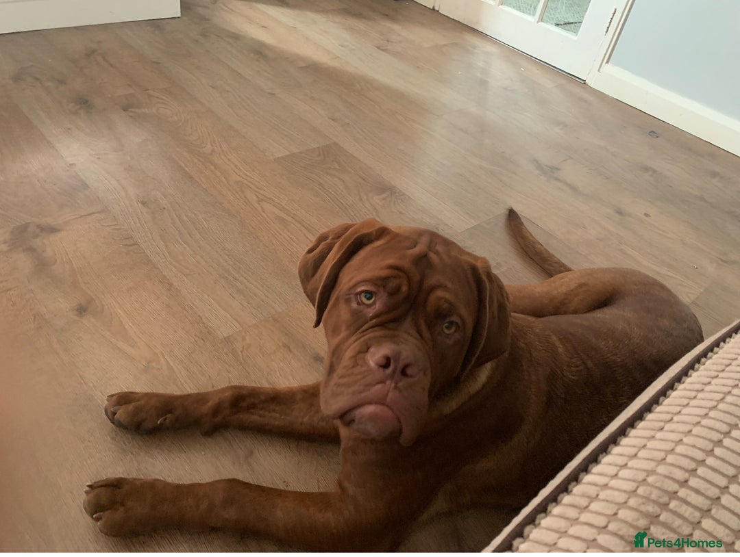 Dogue De Bordeaux dogs for sale: 4 Year Old Bitch  - Image 8