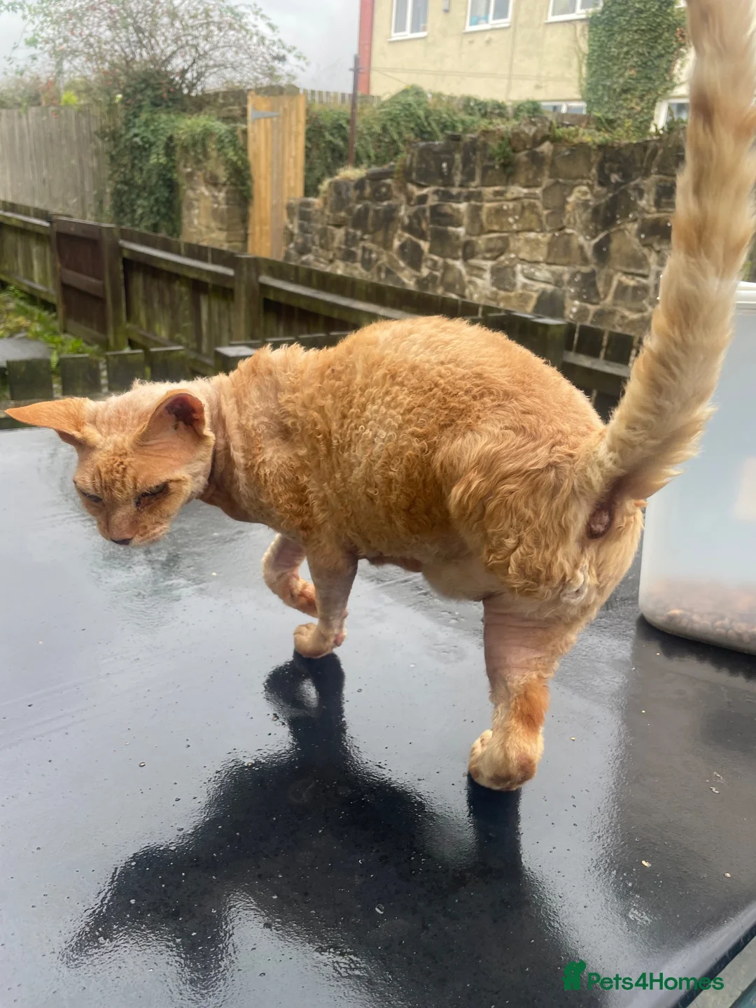 Devon Rex cats for sale: Devon Rex cross sphynx adult male - Advert 2