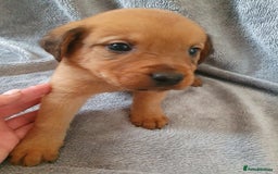 Mixed Breed dogs for sale: Beautiful mixed labrador rottweiler puppies  - Image 20