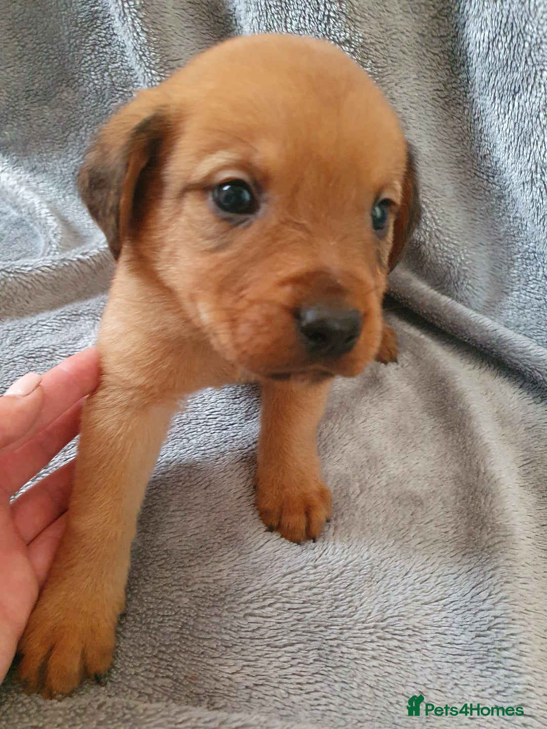 Mixed Breed dogs for sale: Beautiful mixed labrador rottweiler puppies  - Image 20