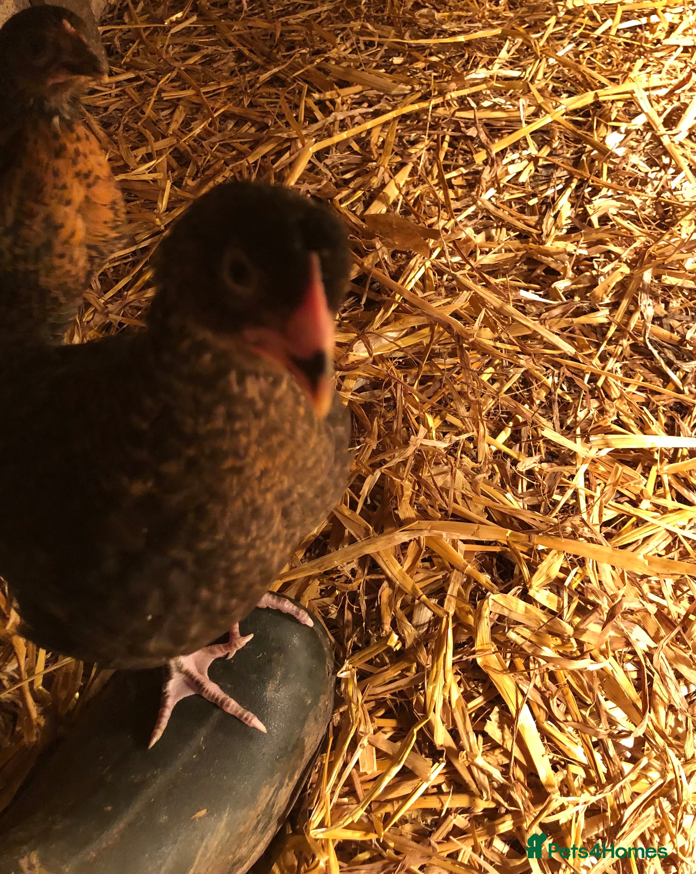 Chickens poultry Happy healthy pullets - Advert 1