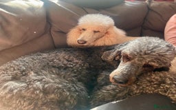 Standard Poodle dogs for sale: Female standard poodle puppies - Image 4