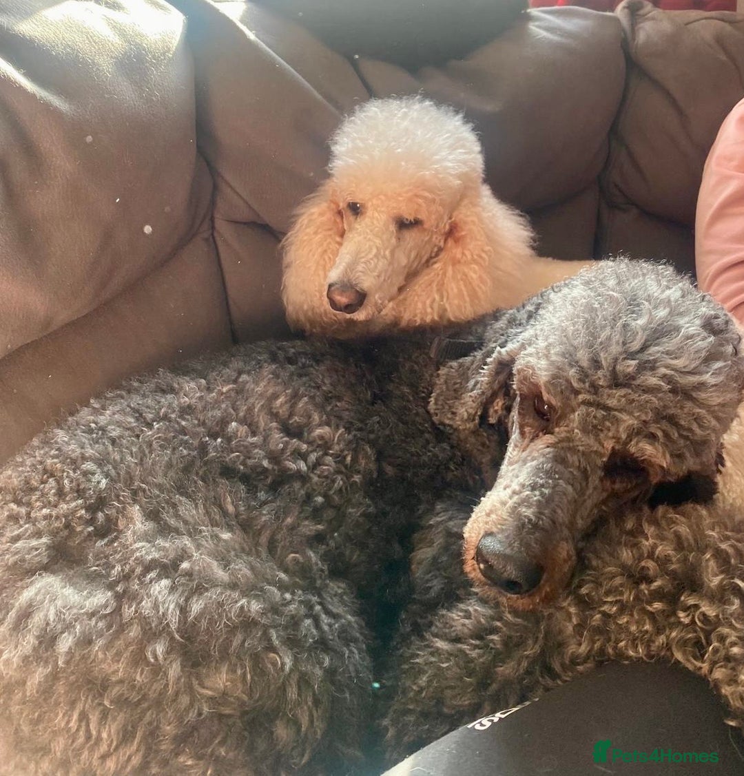 Standard Poodle dogs for sale: Female standard poodle puppies - Image 4