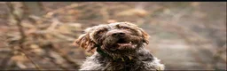 German Wirehaired Pointer dogs for stud: HUNTSTAFF BANDSMAN AT STUD - Advert 4