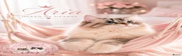 Ragdoll cats for sale: STUNNING BICOLOUR RAGDOLL KITTEN 🩵 - Advert 3