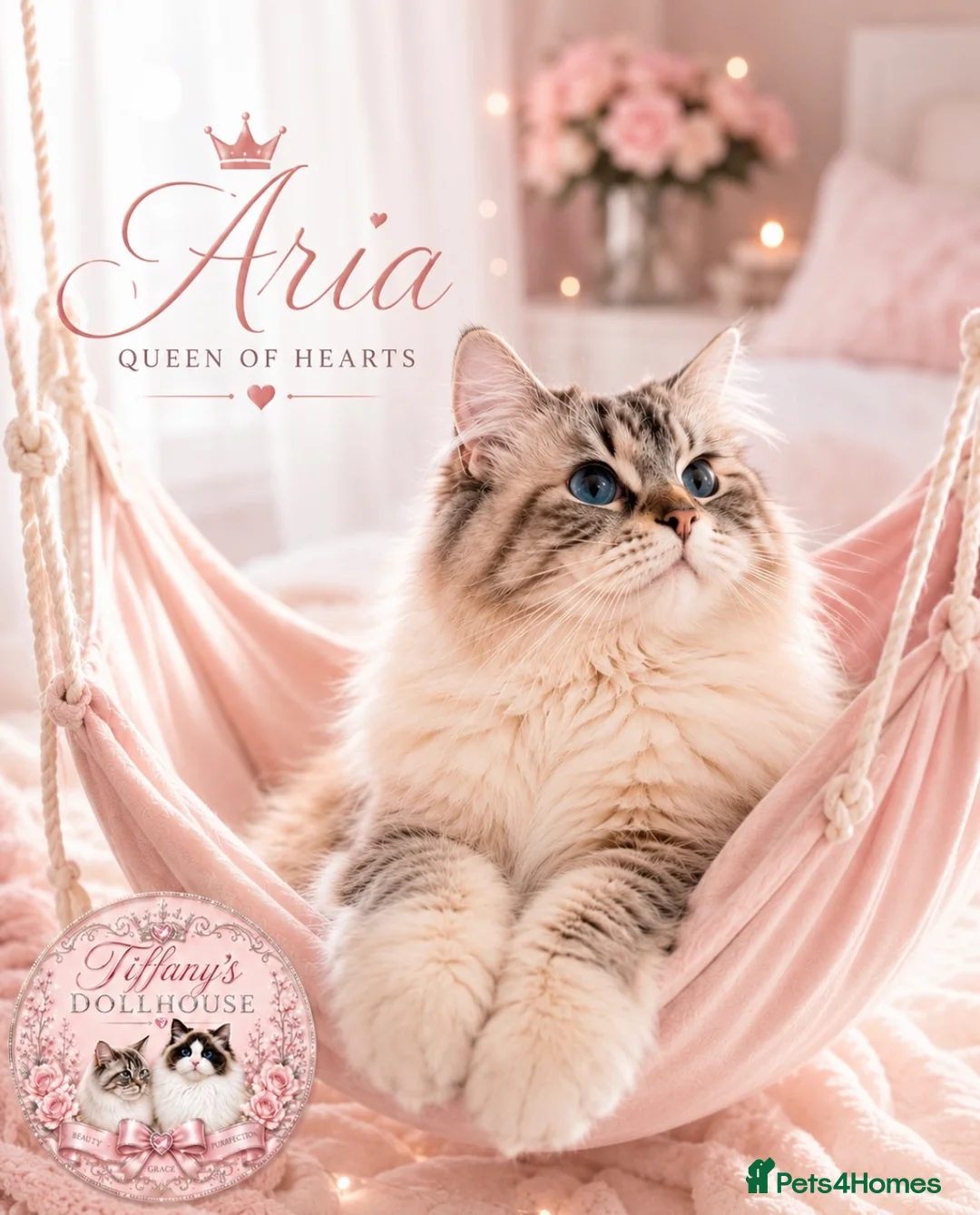 Ragdoll cats for sale: STUNNING BICOLOUR RAGDOLL KITTEN 🩵 - Advert 3