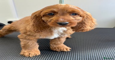 Cockapoo dogs - Advert 5