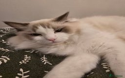 Ragdoll cats for sale: ‼️Purebred Ragdoll looking for a forever home‼️ - Image 4