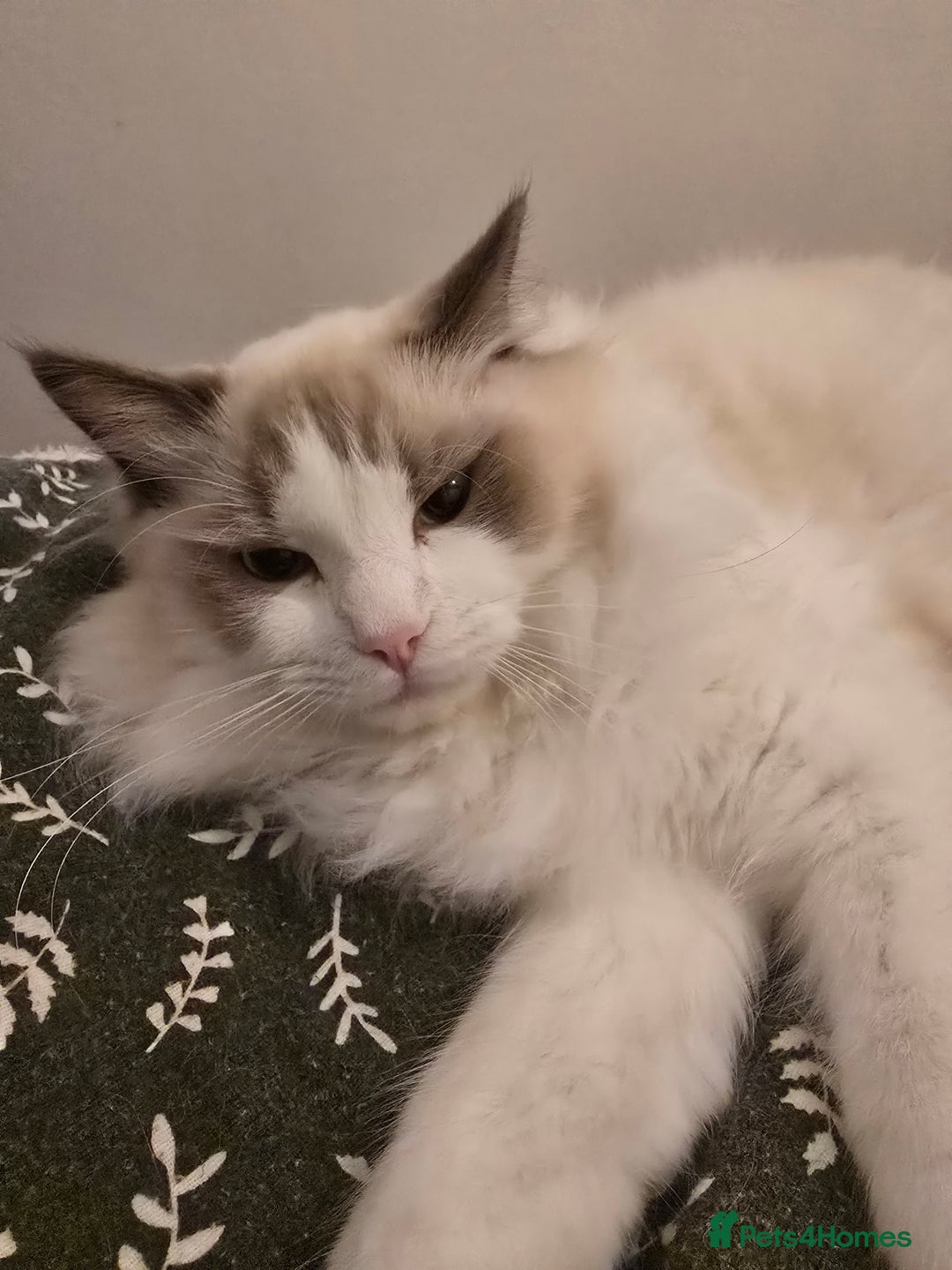 Ragdoll cats for sale: ‼️Purebred Ragdoll looking for a forever home‼️ - Image 4