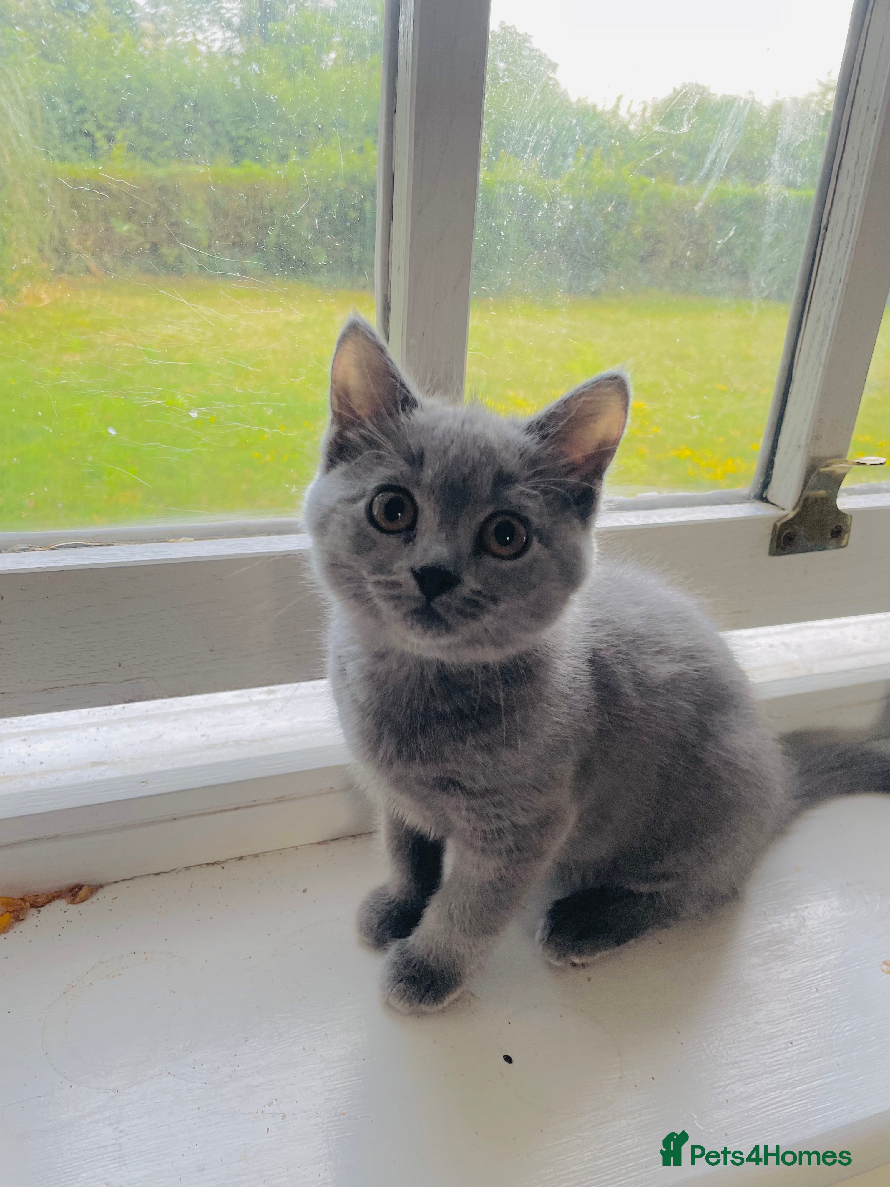 Russian Blue cats Last stunning Russian Blue/British Shorthair Girl - Advert 13