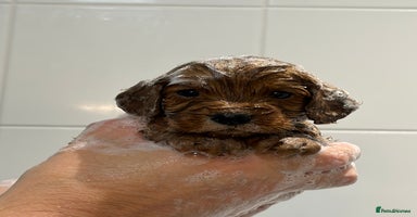 Mixed Breed dogs - Advert 2