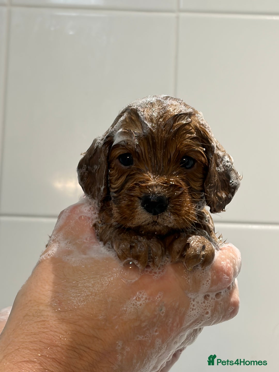 Mixed Breed dogs for sale: Cockapoo/Cavapoo Mix Puppies Available 10 Nov 25 - Image 2