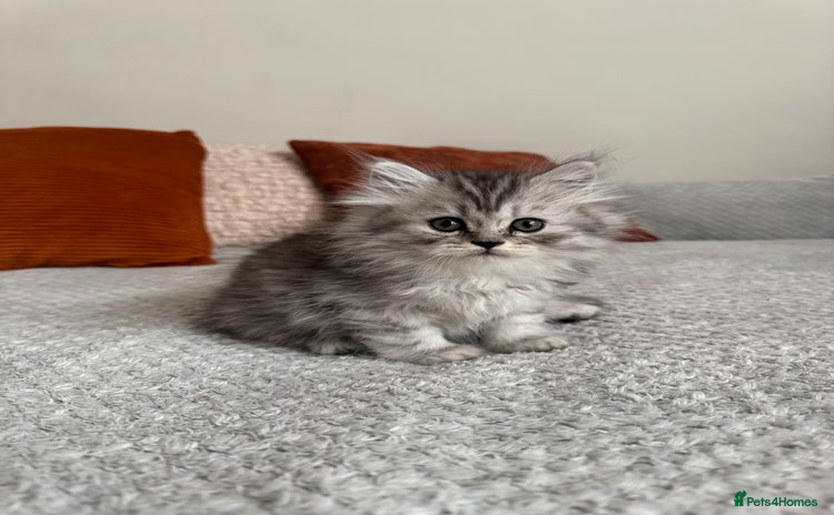Persian cats - Advert 7