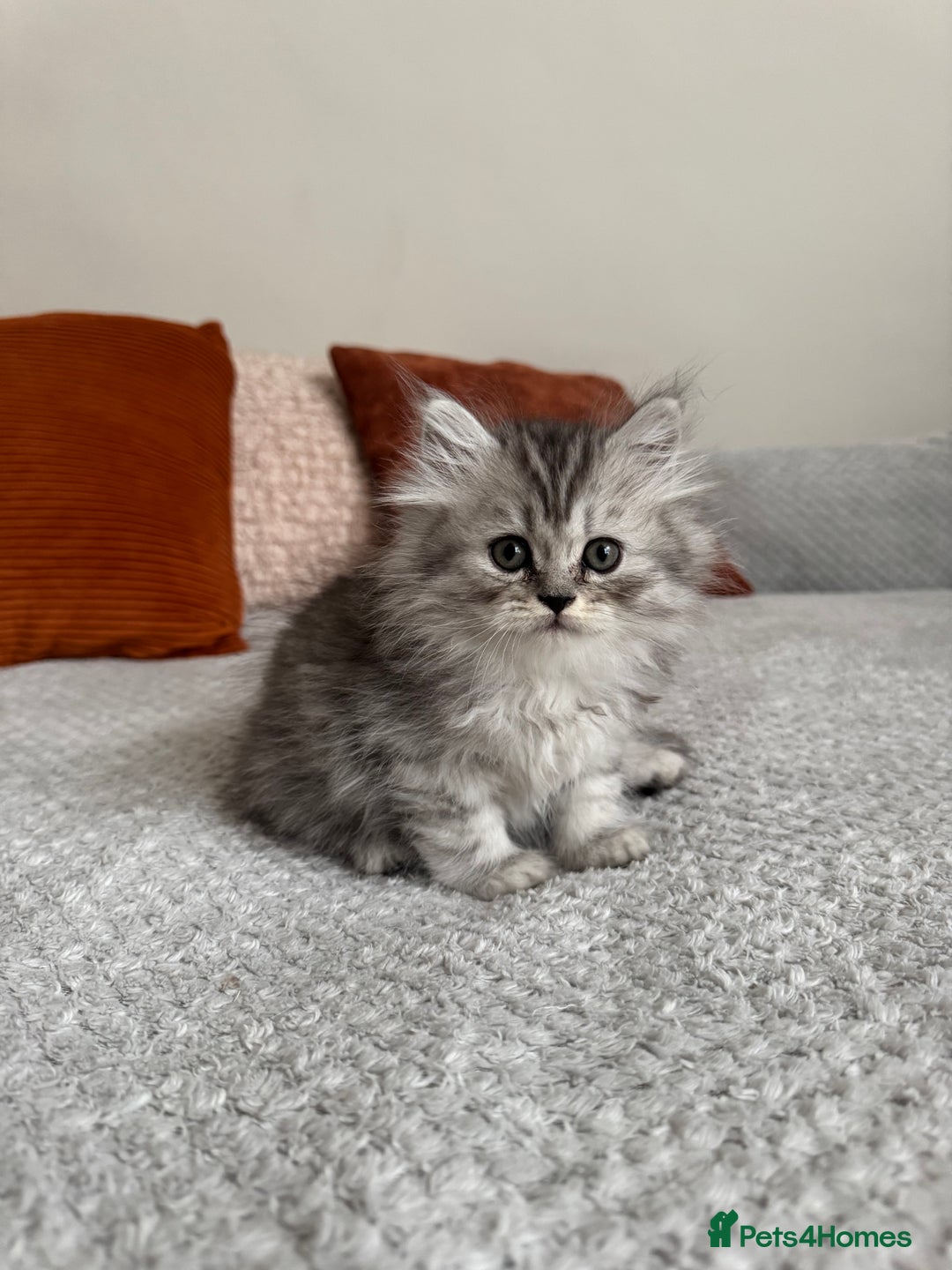 Persian cats for sale: 🐾Fluffy Chinchilla Persian kittens for Sale🐾 - Image 19