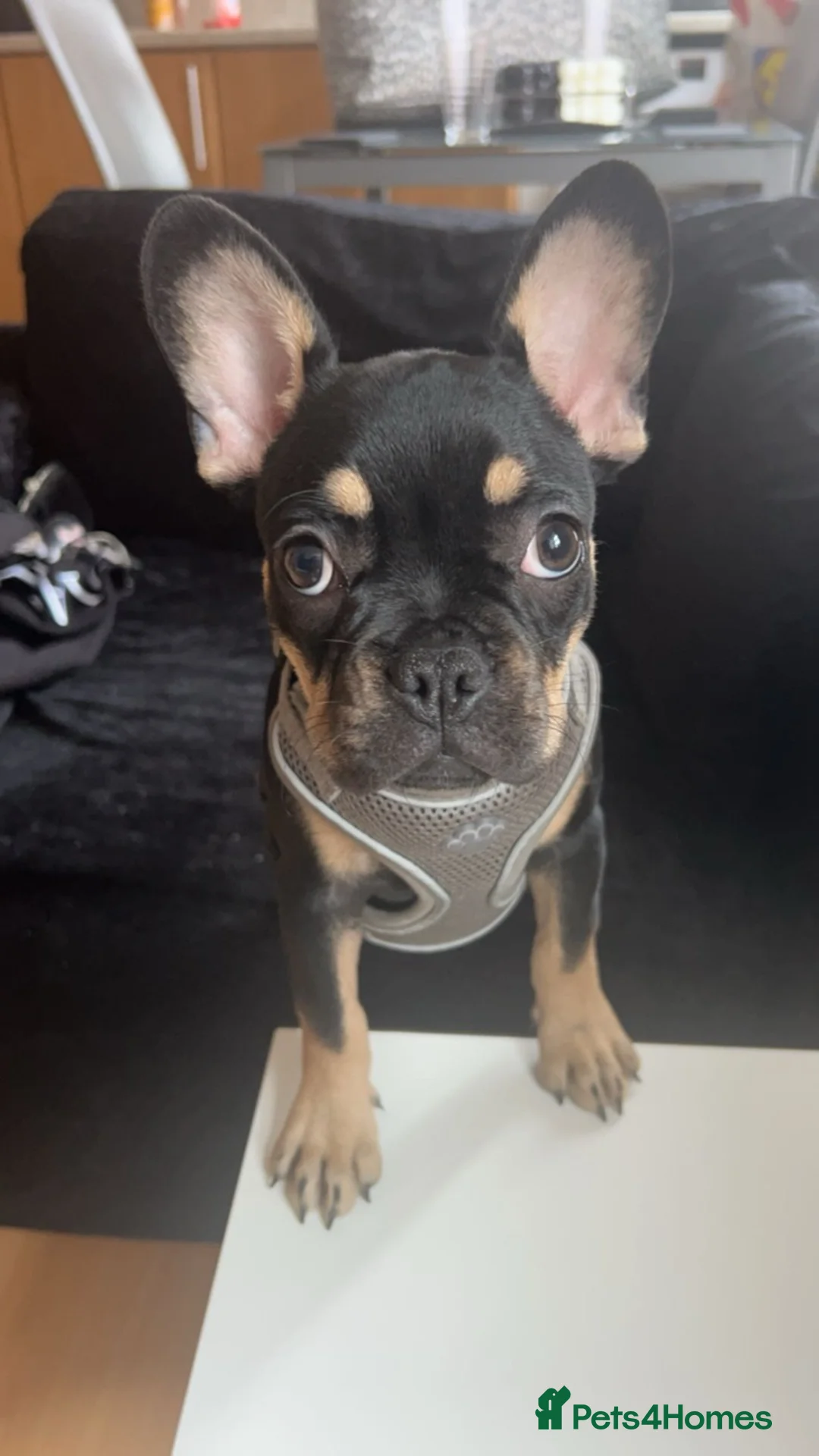 French Bulldog dogs for sale: French bulldog to rehome 1 year old - Advert 2
