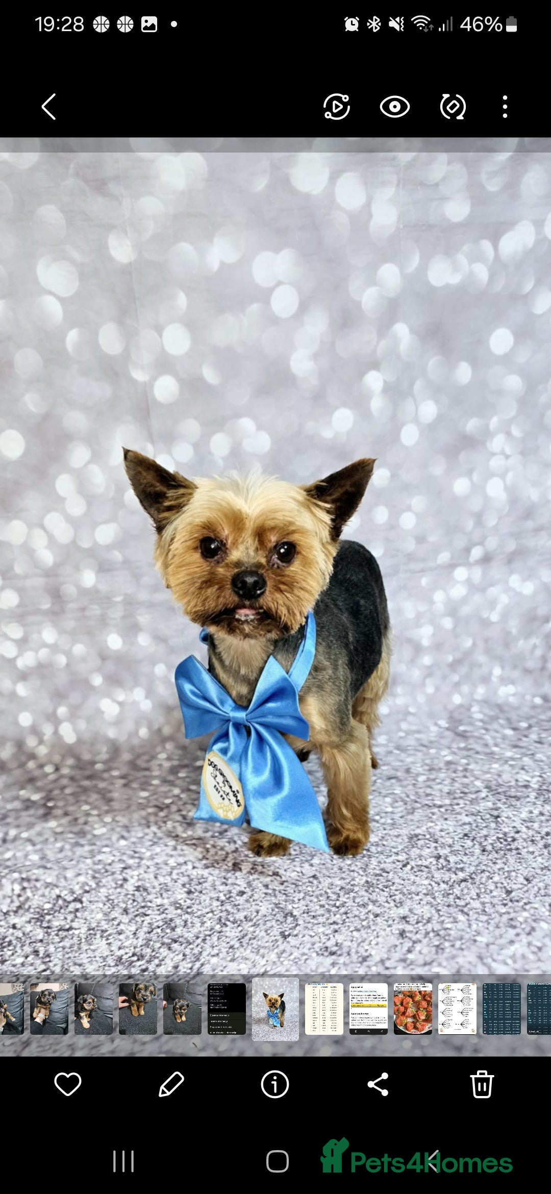 Yorkshire Terrier dogs for sale: Mini Yorkshire terrier  - Image 9