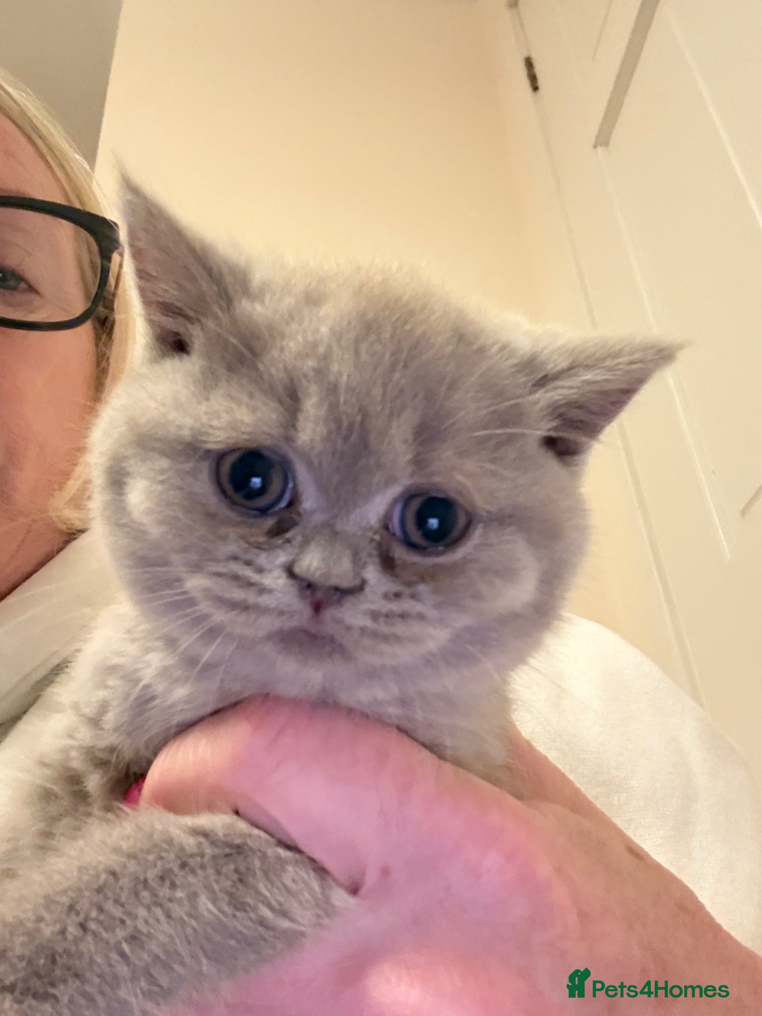 British Shorthair cats 1 beautiful lilac girl available (non active) - Advert 1