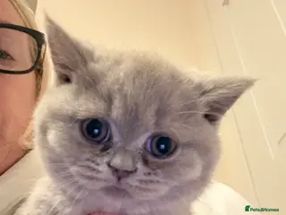 British Shorthair cats 1 beautiful lilac girl available (non active) - Advert 1