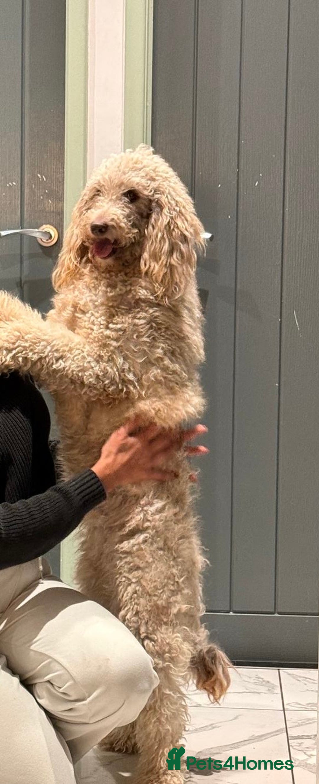 Mini Goldendoodle dogs for sale: Golden Doodle Two years old  - Image 3