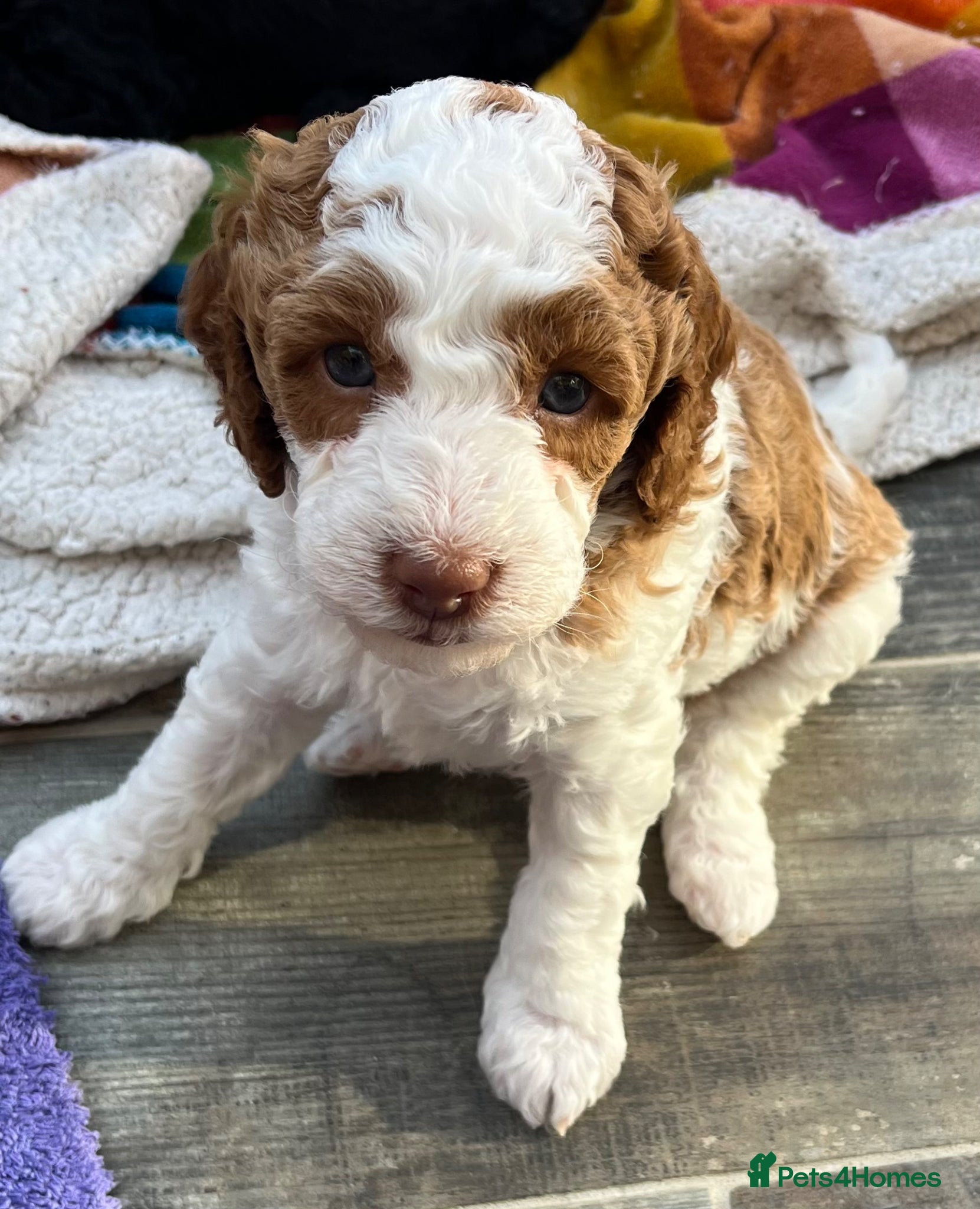 Cockapoo dogs 🔥F1b Cockapoo Pups-Parti Colours-Ready 16th May - Advert 1
