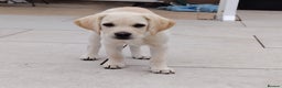 Labrador Retriever dogs for sale: Labrador retriver - Advert 3