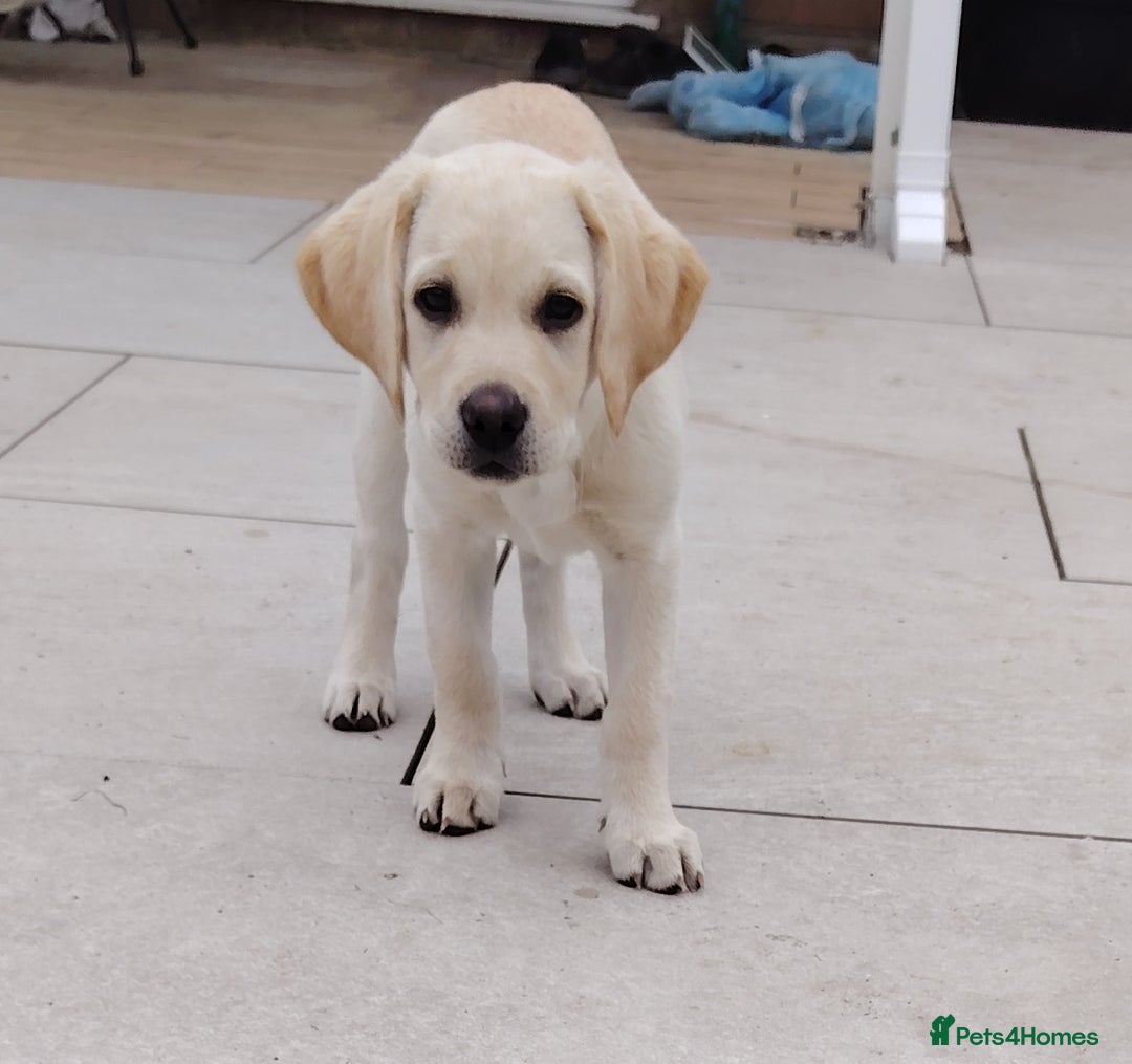 Labrador Retriever dogs for sale: Labrador retriver - Advert 3