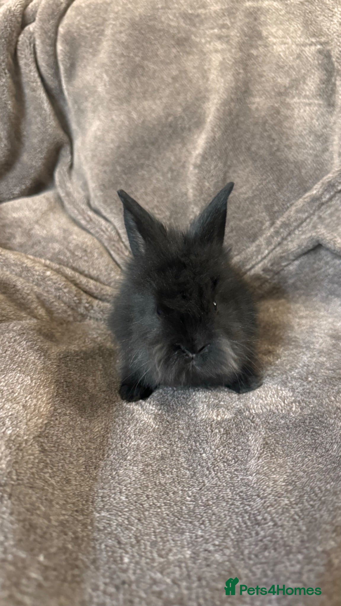 Mixed Breed rabbits     Fluffy Lionhead & Netherland Dwarf Mix Bunnies - Advert 2