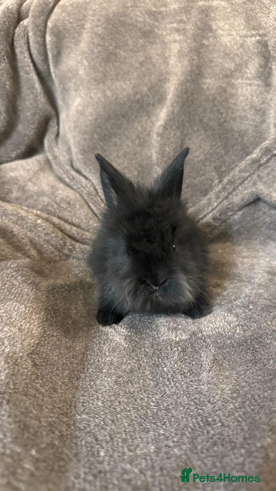Mixed Breed rabbits for sale:     Fluffy Lionhead & Netherland Dwarf Mix Bunnies - Advert 1