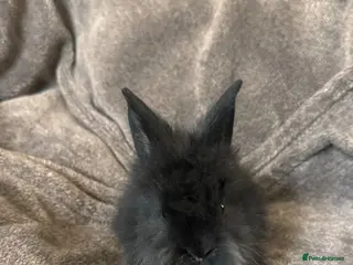 Mixed Breed rabbits Fluffy Lionhead & Netherland Dwarf Mix Bunnies - Advert 2